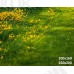 Tło fotograficzne Cytryny 3466